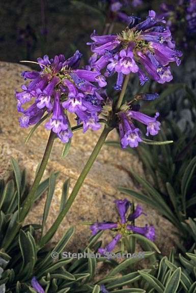 penstemon rydbergii var oreocharis 3 graphic